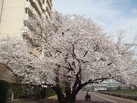 団地横の桜